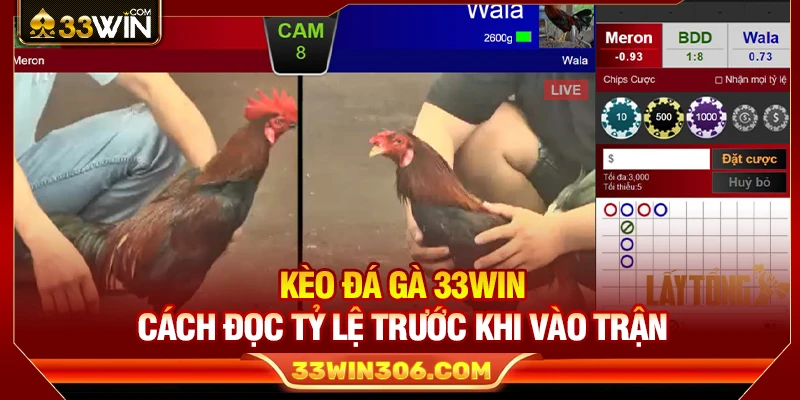 Kèo Đá Gà 33WIN – Cách Đọc Tỷ Lệ Trước Khi Vào Trận 1 Kèo Đá Gà 33WIN – Cách Đọc Tỷ Lệ Trước Khi Vào Trận