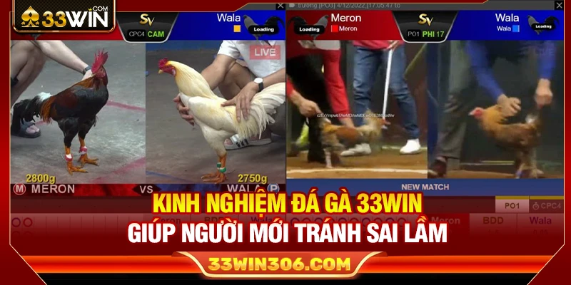 Kinh Nghiệm Đá Gà 33WIN Giúp Người Mới Tránh Sai Lầm 1 Kinh Nghiệm Đá Gà 33WIN Giúp Người Mới Tránh Sai Lầm